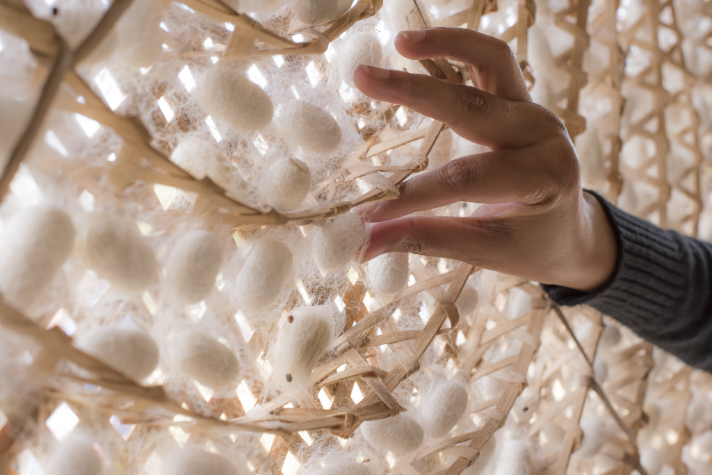 silk worm pupa in the threshing silk with woman hand,Natural white cocoon or silkworm pupa ,source of silk thread and silk fabric