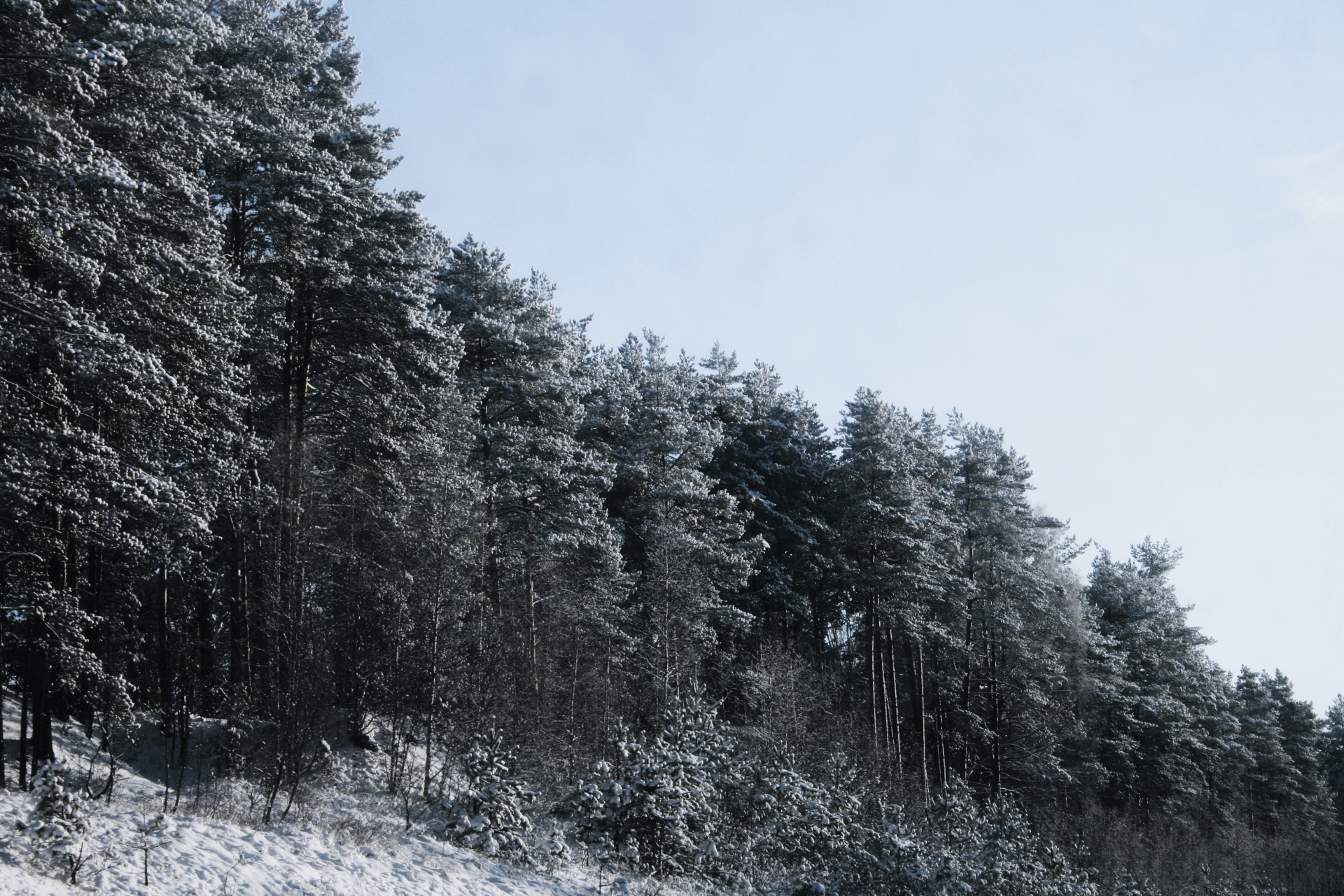 Snowy trees