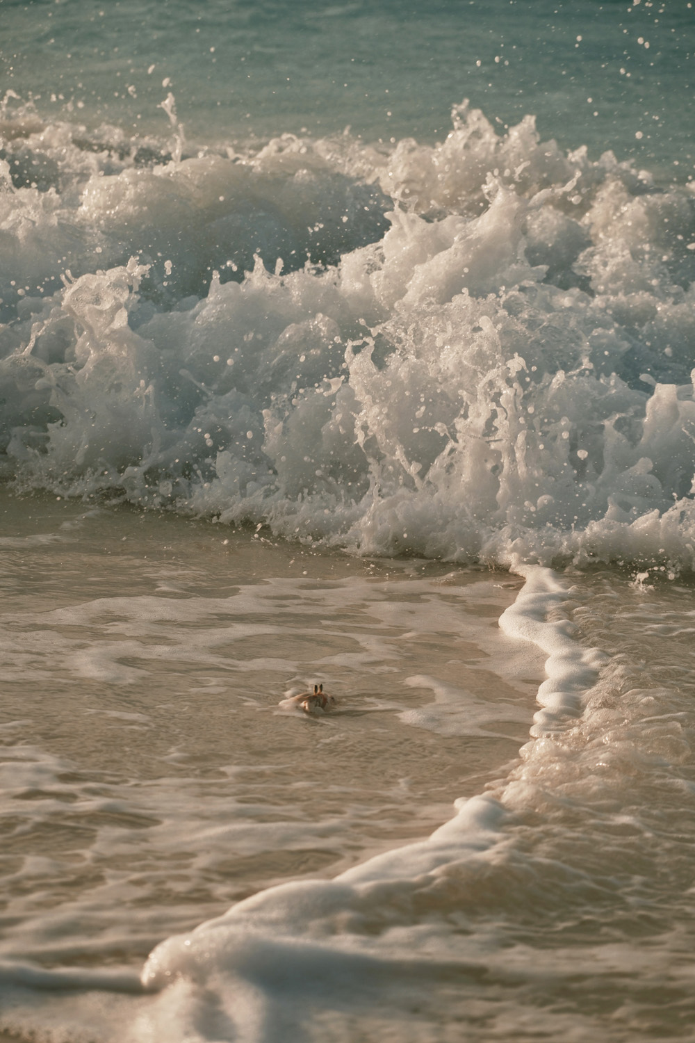 A crab in a wave on Mnemba Island